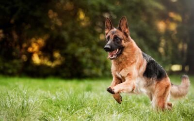 How Pets and Livestock Can Impact Your Insurance Coverage